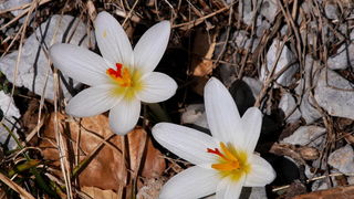 Veliko Rujno – Buljma – Struge