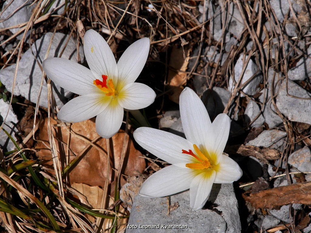 Veliko Rujno – Buljma – Struge