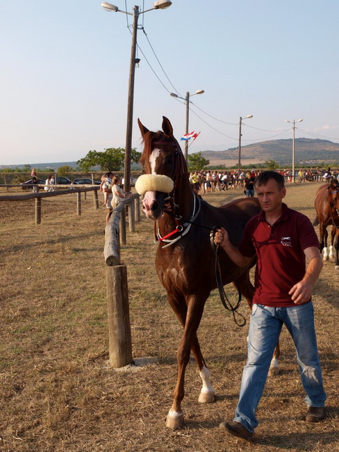 Polaca, utrke konja Oluja 95 Polaca, utrke konja Oluja 95