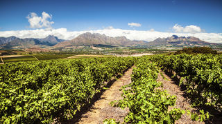 Putevima vinove loze: Top destinacije za ljubitelje vina