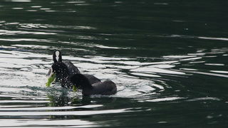 Liske u uvali Bregdetti