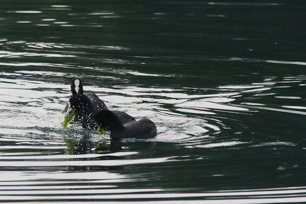 Liske u uvali Bregdetti