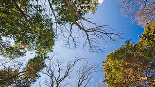 Đir zadarskim parkovima,27. veljače 2012. (foto:Saša Čuka)