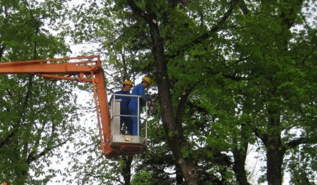 Piljenje stabla – ilustracija (Foto: usluga.hr)