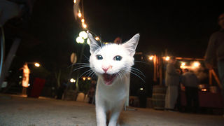 Arsenal: ”Četiri hobotnice” (foto:Saša Čuka)