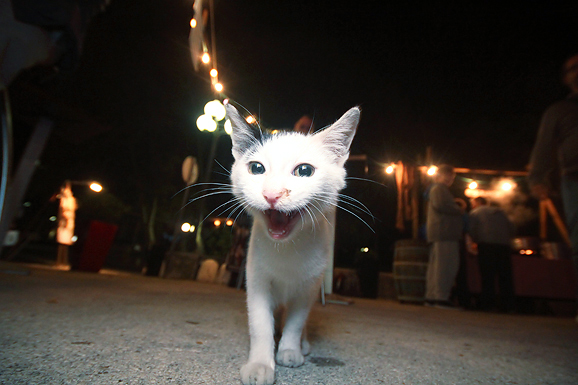 Arsenal: ”Četiri hobotnice” (foto:Saša Čuka)