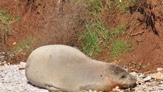 Sredozemna medvjedica na pulskoj plaži, Foto: Duško Marušić/PIXSELL Sredozemna medvjedica na pulskoj plaži, Foto: Duško Marušić/PIXSELL