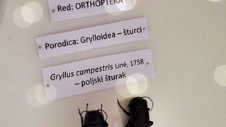 Izlozba A sto ako vam se svidjam? u Gradskoj lozi Izlozba A sto ako vam se svidjam? u Gradskoj lozi