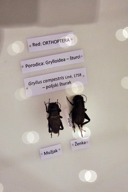 Izlozba A sto ako vam se svidjam? u Gradskoj lozi Izlozba A sto ako vam se svidjam? u Gradskoj lozi