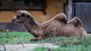 U Zoološki vrt Grada Zagreba stigla je mlada dvogrba deva Zsofia