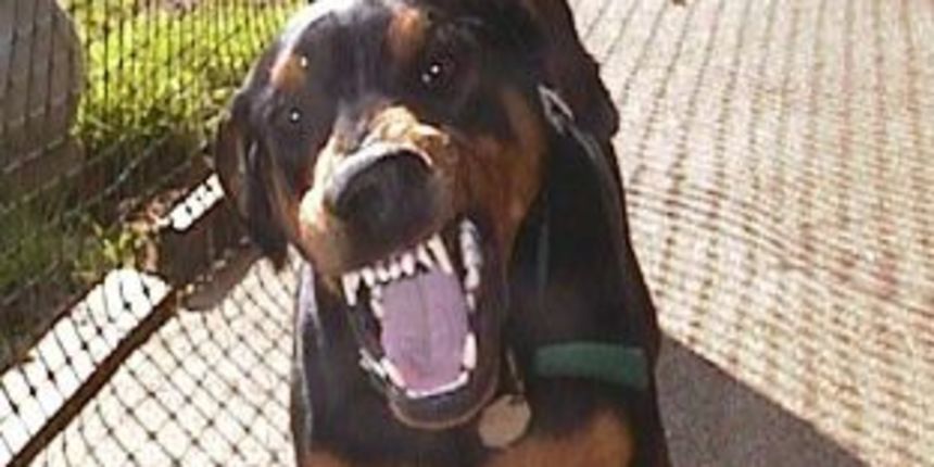 Doberman (Foto: ferraralaw.com) Doberman (Foto: ferraralaw.com)