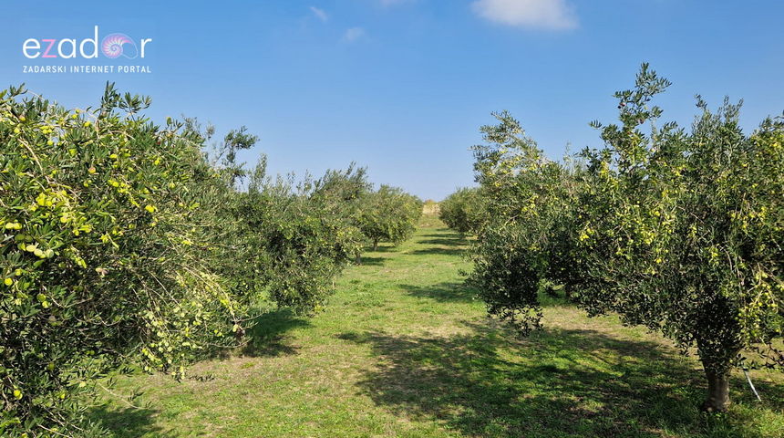 Maslina, masline, maslinik Maslina, masline, maslinik