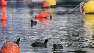 Liske u uvali Bregdetti