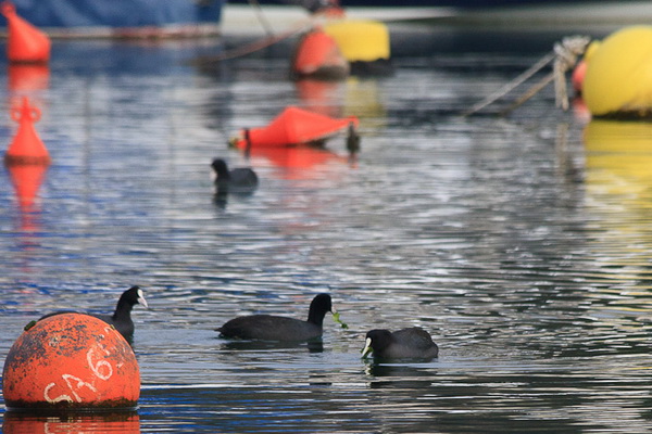 Liske u uvali Bregdetti