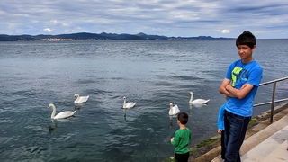 Labudovi u Bibinjama 12. svibnja 2013.  Foto: Roberto Lerga