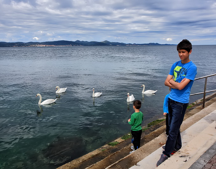 Labudovi u Bibinjama 12. svibnja 2013.  Foto: Roberto Lerga