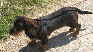 Image 1171071 (auto)