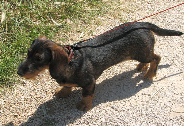 Image 1171071 (auto)