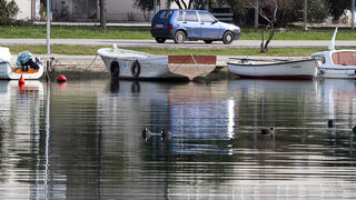 Liske u uvali Bregdetti 24. siječnja