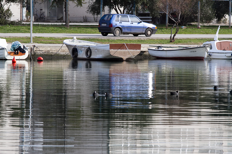 Liske u uvali Bregdetti 24. siječnja