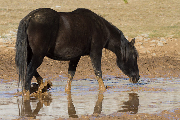 Divlji konji, foto: Leo Banić