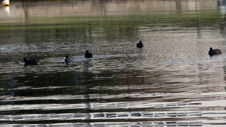 Liske u uvali Bregdetti 24. siječnja