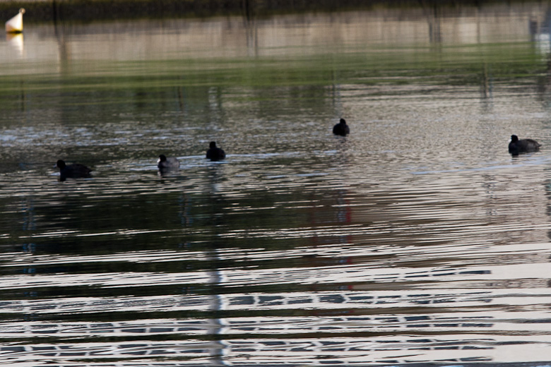 Liske u uvali Bregdetti 24. siječnja