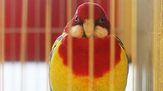 Ornitološko prvenstvo Hrvatske u hotelu Zadar (foto:Saša Čuka)