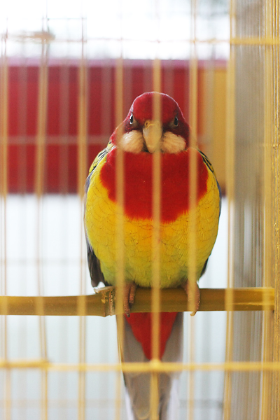 Ornitološko prvenstvo Hrvatske u hotelu Zadar (foto:Saša Čuka)