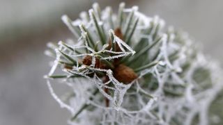 Zbog jutarnjih temperatura u minusu raslinje na kontinentu je prekriveno injem