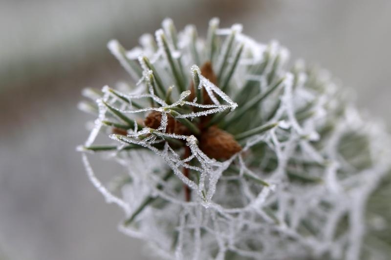 Zbog jutarnjih temperatura u minusu raslinje na kontinentu je prekriveno injem