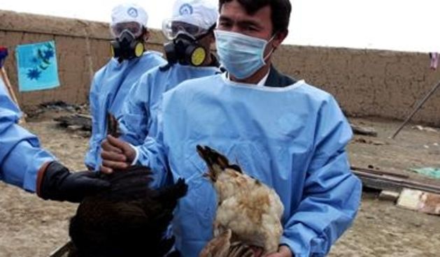 Image 1202537 (auto)