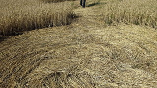 Cakovec, 280610.
Izmedju mjesta Donji Koncovscak i Sveti Martin na Muri u zitu pojavili su se misteriozni krugovi. Mjestani okolnih kuca ne vjeruju da se radi o vanzemaljcima, vec da je rijec o sali lokalnih mjestana.
Foto: Zeljko Hajdinjak / CROPIX Cakovec, 280610.
Izmedju mjesta Donji Koncovscak i Sveti Martin na Muri u zitu pojavili su se misteriozni krugovi. Mjestani okolnih kuca ne vjeruju da se radi o vanzemaljcima, vec da je rijec o sali lokalnih mjestana.
Foto: Zeljko Hajdinjak / CROPIX