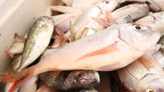 Vir: Memorijalni udičarski kup “Tonči Spavalica”