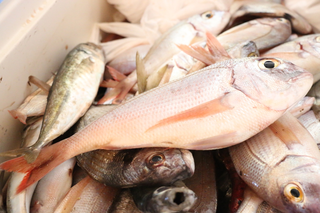 Vir: Memorijalni udičarski kup “Tonči Spavalica”