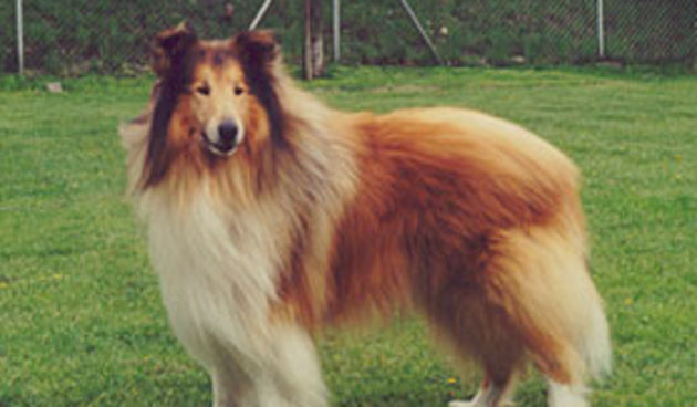 Škotski ovčar (Foto: mojpes.net)