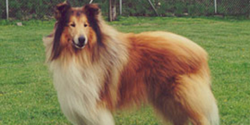 Škotski ovčar (Foto: mojpes.net) Škotski ovčar (Foto: mojpes.net)