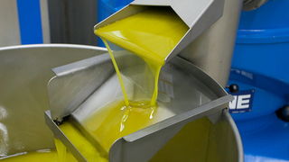 Put masline od stabla do djevicanskog ulja, Foto: Leo Banic Put masline od stabla do djevicanskog ulja, Foto: Leo Banic