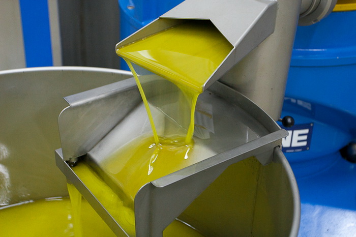 Put masline od stabla do djevicanskog ulja, Foto: Leo Banic Put masline od stabla do djevicanskog ulja, Foto: Leo Banic