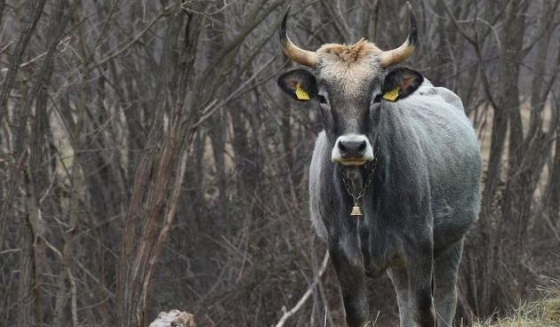 Istarsko govedo, poznato kao i boskarin, autohtona je hrvatska pasmina goveda. Photo: Dusko Marusic/PIXSELL