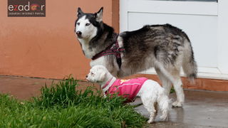 Đir po gradu, subotnja špica 31. ožujka 2018. Psi Đir po gradu, subotnja špica 31. ožujka 2018. Psi