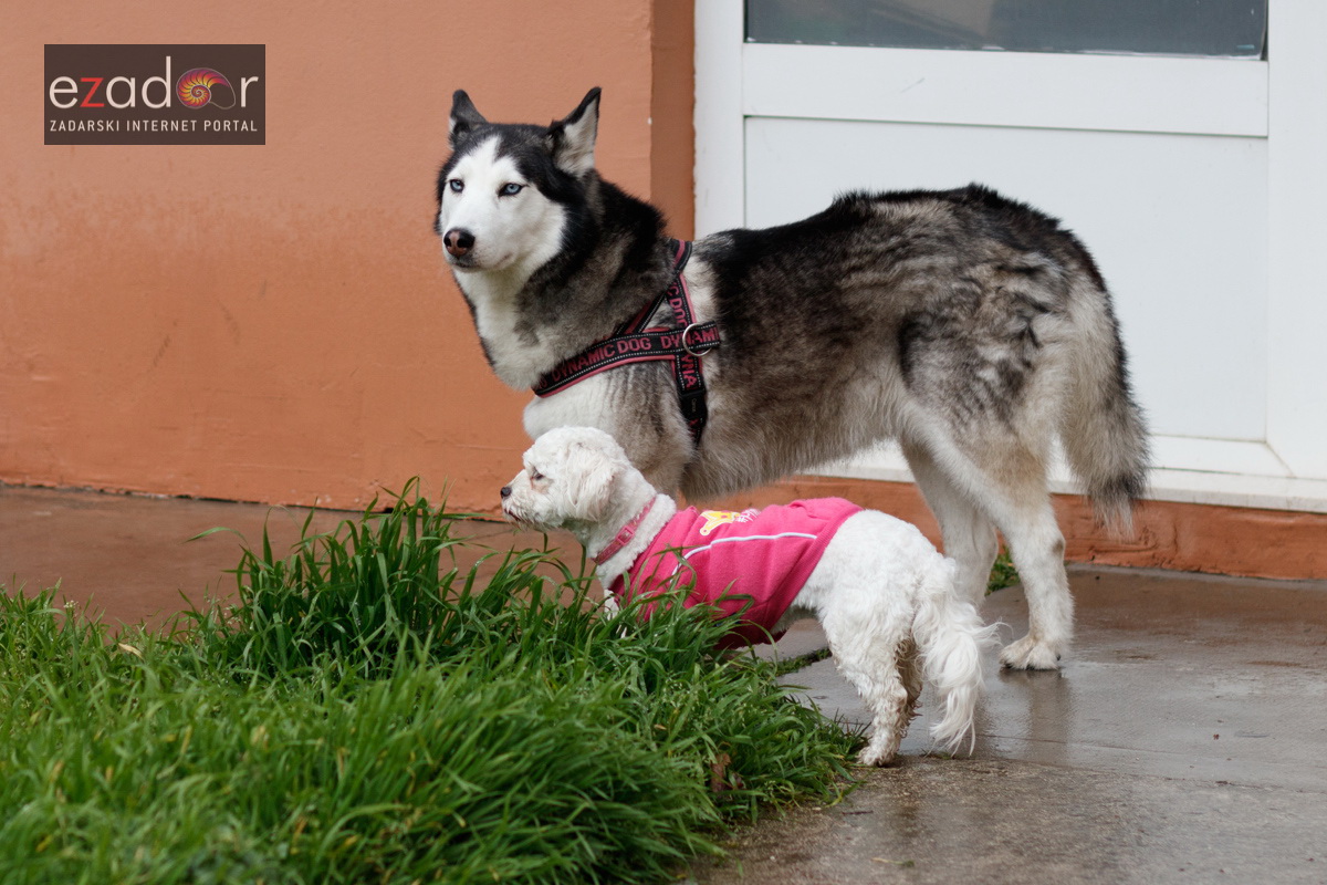 Đir po gradu, subotnja špica 31. ožujka 2018. Psi Đir po gradu, subotnja špica 31. ožujka 2018. Psi