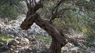 Berba maslina u Lunu, foto: V. Pesic