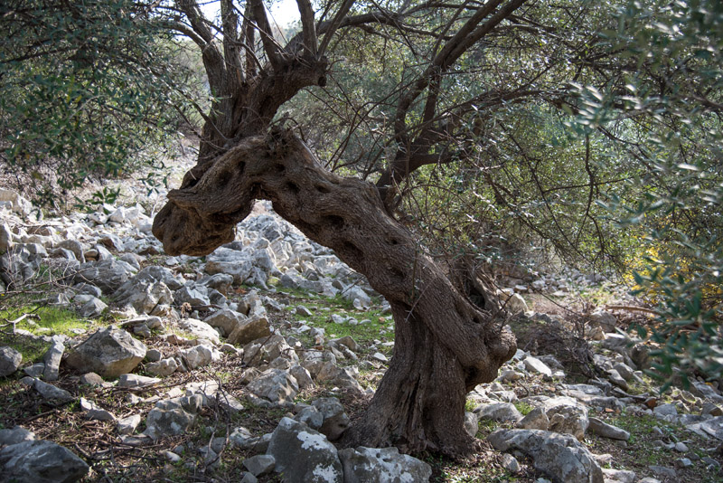 Berba maslina u Lunu, foto: V. Pesic