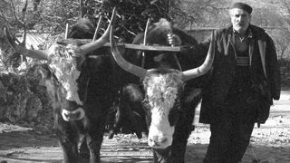 Image 1192075 (auto)