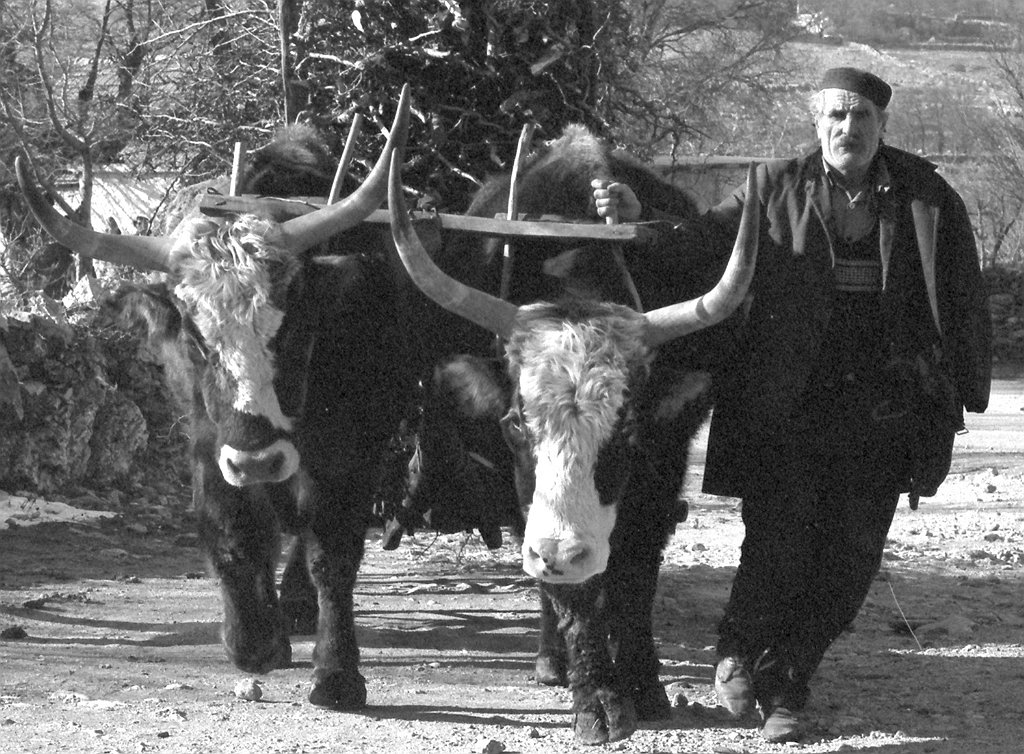 Image 1192075 (auto)