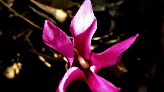 Đir po otoku Pagu – Šimuni, Foto: Leonard Kvarantan