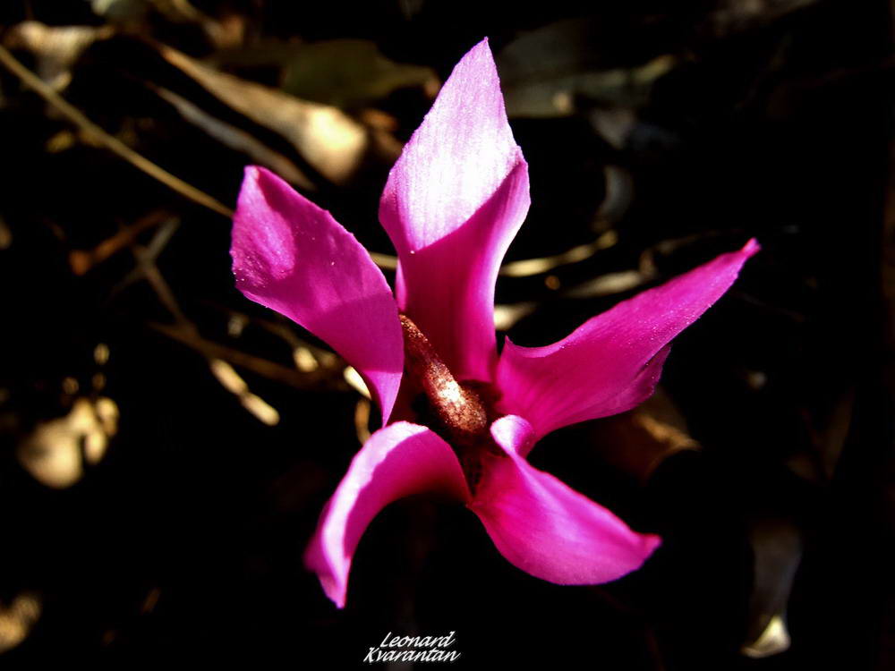 Đir po otoku Pagu – Šimuni, Foto: Leonard Kvarantan