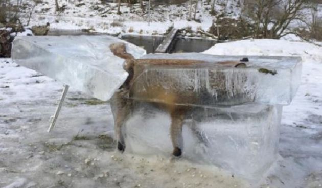 Zaleđena lisica izvučena uz Dunava