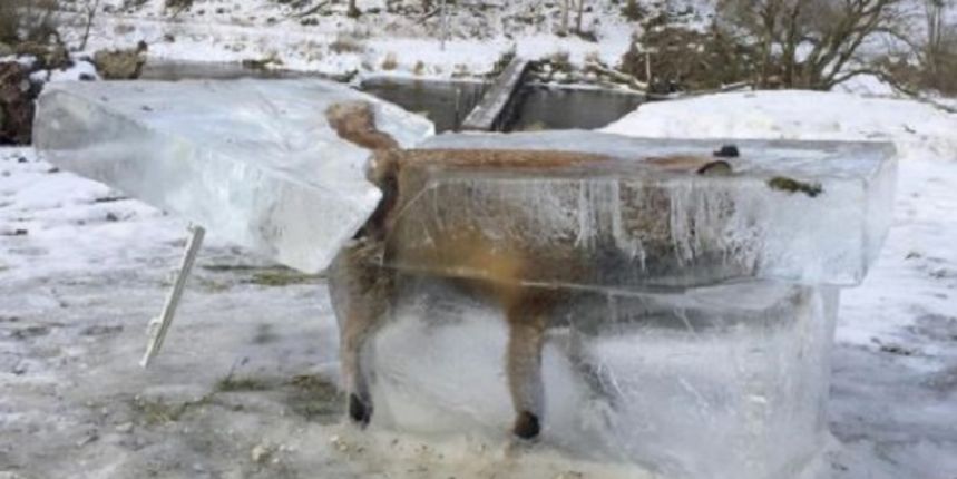 Zaleđena lisica izvučena uz Dunava